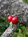 Cherry