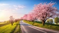 cherry road in spring Royalty Free Stock Photo