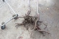 Cherry root system with soil pieces in a garden nursery. Purchase of seedlings of fruit trees. Plant growing and horticulture Royalty Free Stock Photo