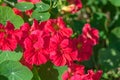 Cherry Ã¢â¬ârose colored Nasturtium `Jewel Cherry Rose` - Tropaeolum majus Royalty Free Stock Photo