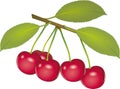 Cherry`s