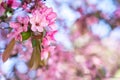 Cherry (Sakura) blossom Royalty Free Stock Photo