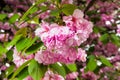 Cherry sakura blossoms in bloom in New York City Royalty Free Stock Photo