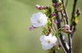 Cherry sakura blossoms on green background.