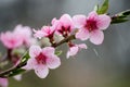 Cherry sakura blossoms on a nature background in the rain. Pink flowers. Spring pink flowers. Flowers from the garden. Royalty Free Stock Photo