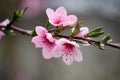 Cherry sakura blossoms on a nature background in the rain. Pink flowers. Spring pink flowers. Flowers from the garden. Royalty Free Stock Photo