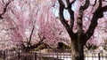 Cherry/Sakura flowering in JapanTenryuji Temple