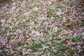 cherry-sakura on the grass Royalty Free Stock Photo