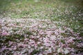 cherry-sakura on the grass Royalty Free Stock Photo