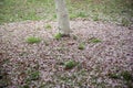 cherry-sakura on the grass Royalty Free Stock Photo