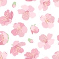 Cherry sakura pink blossom floral seamless pattern