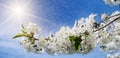Cherry - Sakura and sun with a natural colored background. Wide photo Royalty Free Stock Photo