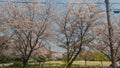 Cherry/Sakura tree of road side