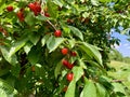 Cherry season in Northern Michigan