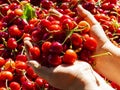 Cherry selective hands Royalty Free Stock Photo