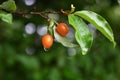 Cherry silverberry (Elaeagnus multiflora) berries. Elaeagnaceae deciduous tree. Royalty Free Stock Photo