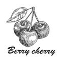 Cherry sketch. Fruits vector illustration. Royalty Free Stock Photo