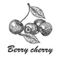 Cherry sketch. Fruits vector illustration. Royalty Free Stock Photo