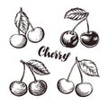 Cherry sketch. Fruits vector illustration Royalty Free Stock Photo