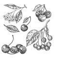 Cherry sketch set. Fruits vector illustration. Royalty Free Stock Photo