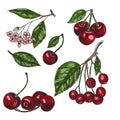 Cherry sketch set. Fruits vector illustration. Royalty Free Stock Photo