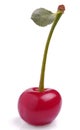 Cherry with small leaf