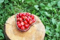 Cherry in small basket on wooden tree trunk surface. Ripe fresh organic sweet cherries at summer in countryside. Royalty Free Stock Photo