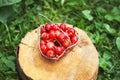 Cherry in small basket on wooden tree trunk surface. Ripe fresh organic sweet cherries at summer in countryside. Royalty Free Stock Photo