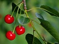 Cherry or sour cherry twig with sweet appetizing red fruits in the garden