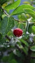 Cherry splashed by water Royalty Free Stock Photo