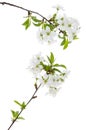 Cherry spring flowers with green leaves on tree branch isolated on white background Royalty Free Stock Photo