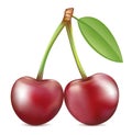 Cherry. Sweet fruit. Vector icons set. Realistic illustration.