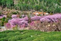 Cherry and tea garden in Taiwan Royalty Free Stock Photo