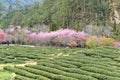 Cherry and tea garden in Taiwan Royalty Free Stock Photo