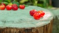 Cherry Thai or Acerola cherries fruit on the tree, high vitamin C and antioxidant fruits. Royalty Free Stock Photo