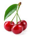 Cherry. Three berries isolated on white background Royalty Free Stock Photo