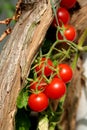 Cherry tomato Royalty Free Stock Photo