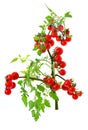 Cherry tomato