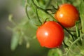 Cherry Tomato Royalty Free Stock Photo