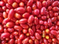 Cherry tomato background Royalty Free Stock Photo