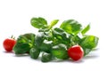 Cherry tomato with basil herb on white background Royalty Free Stock Photo