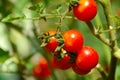 Cherry tomato on bed Royalty Free Stock Photo