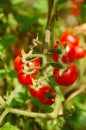 Cherry tomato on bed Royalty Free Stock Photo