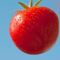 Cherry tomato on blue sky background