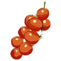 Cherry Tomato branch hand drawn isolated vector icon on white color background. Royalty Free Stock Photo