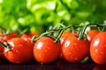 cherry tomato bunch on green lettuce background Royalty Free Stock Photo