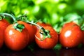 cherry tomato bunch on green lettuce background Royalty Free Stock Photo