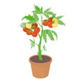 Cherry tomato bush in a flower pot. Bunches of ripe red and unripe yellow tomatoes. Growing vegetables at home for hobby Royalty Free Stock Photo