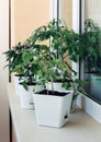 Cherry tomato bushes growing in a pot on the windowsill. Home garden. Green tomatoes in flower pot Royalty Free Stock Photo