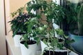 Cherry tomato bushes grown at home. Vegetable garden on the windowsill. Green tomatoes in flower pot Royalty Free Stock Photo
